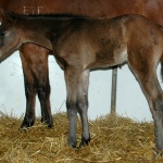 LEBRON - out of Absolute Impulse (Owned by Gumz Farms)